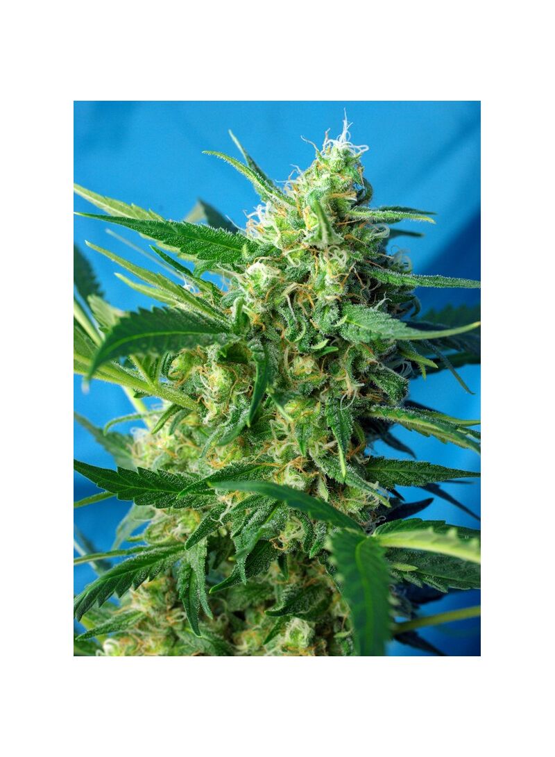 NYC Diesel Auto, Фасовка: 5+2